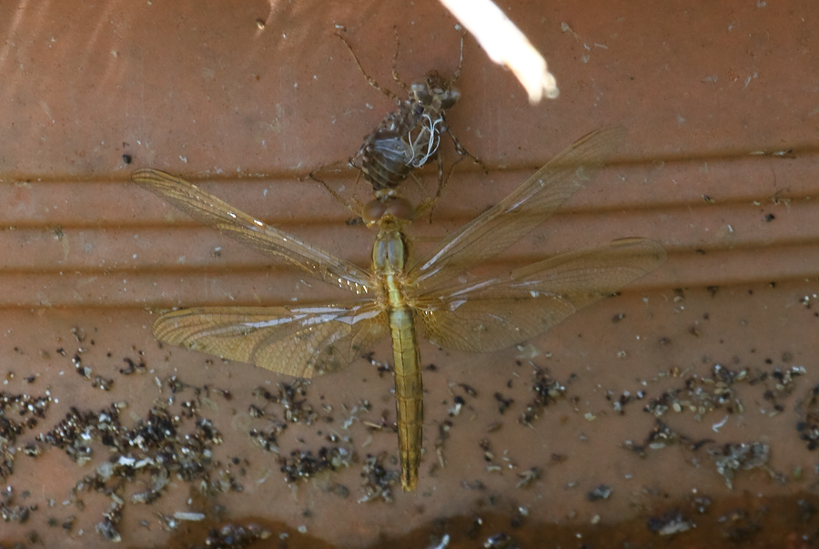 Crocothemis erytraea neosfarfallato conferma